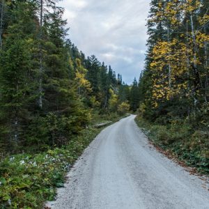 Forstweg am Bach entlang