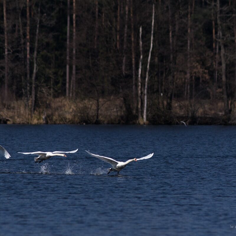 comp_img_8059