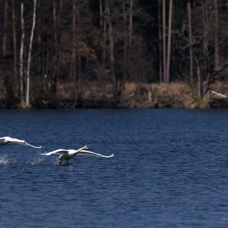 comp_img_8060_0
