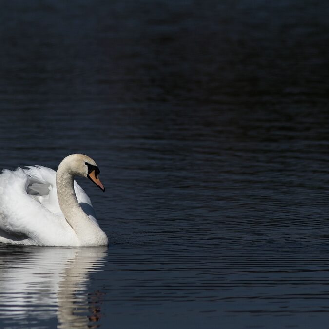 comp_img_8063