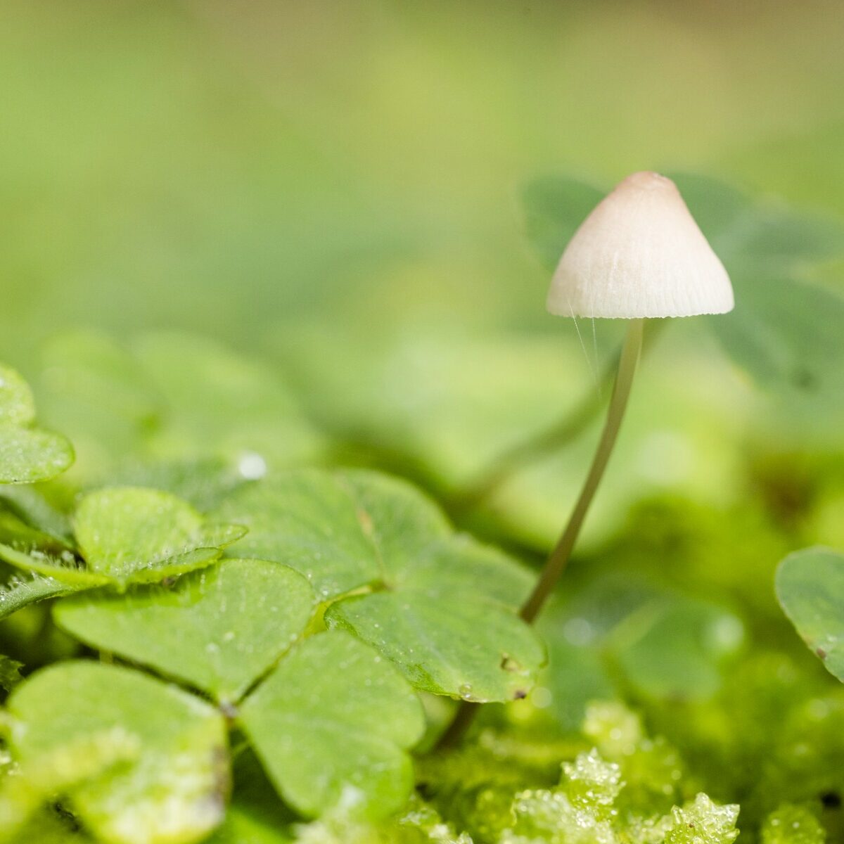 Makro_Pilz_mit_Klee
