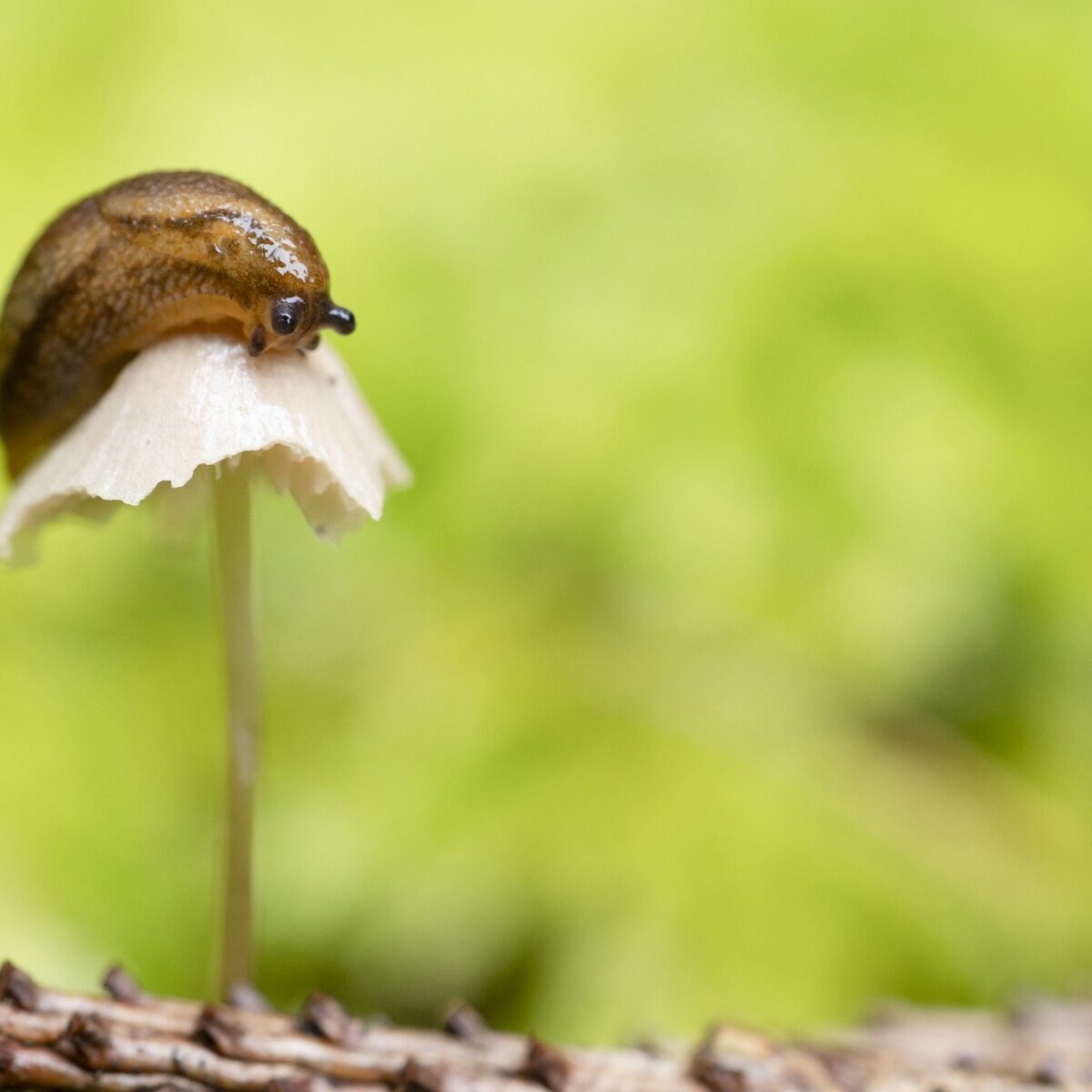 Makro_Pilz_mit_Schnecke