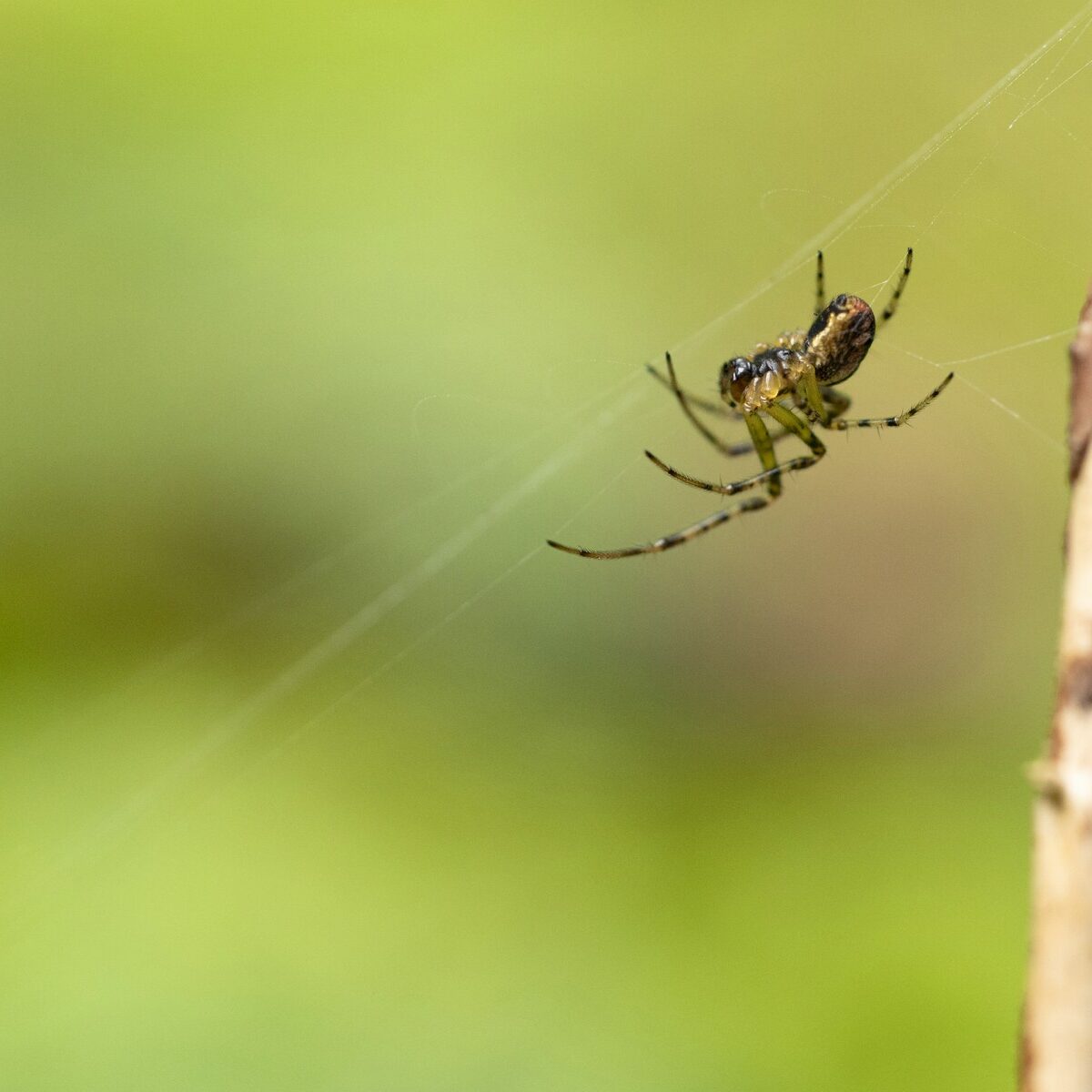 Makro_Spinne_am_Netz