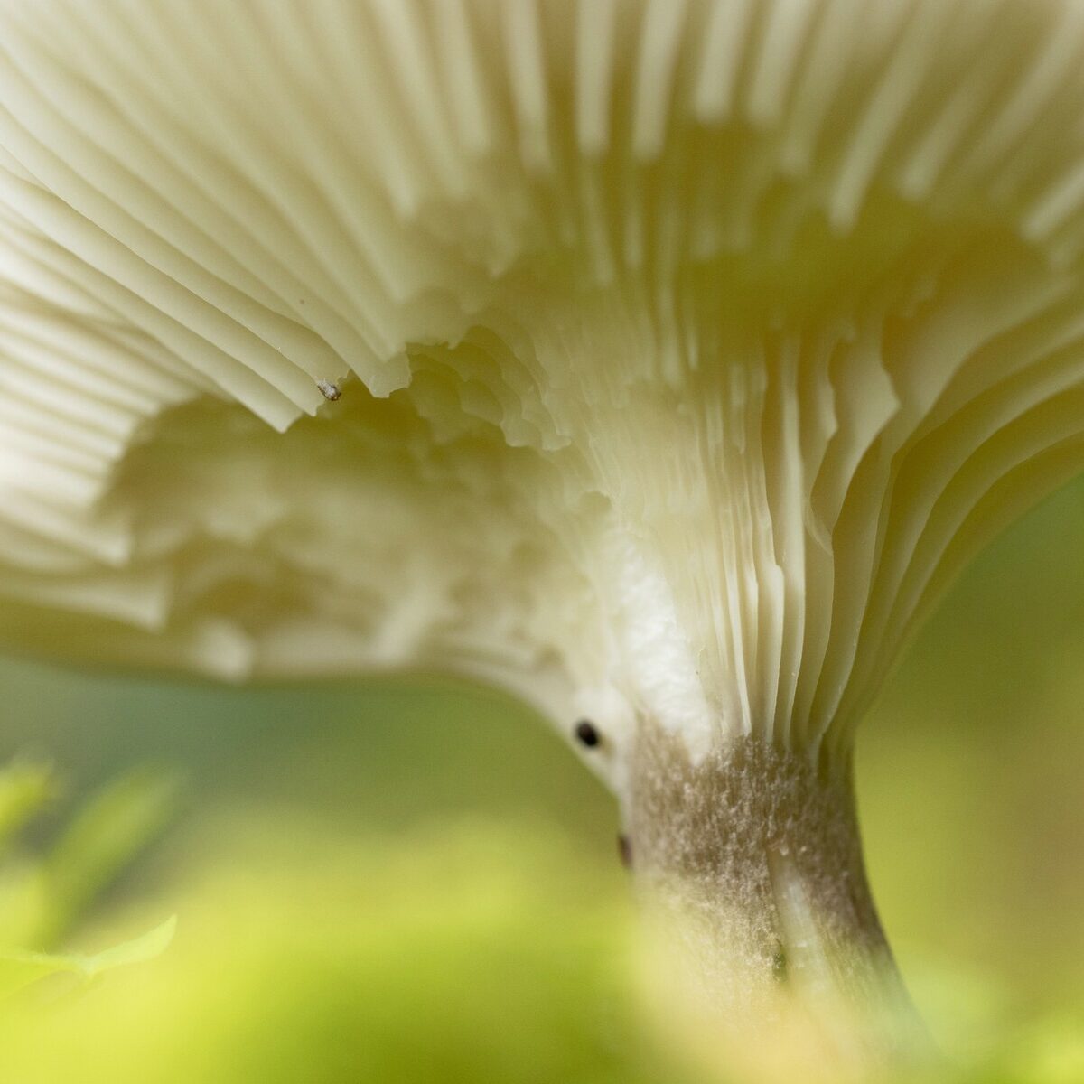 Makro_Pilz_Lamellen