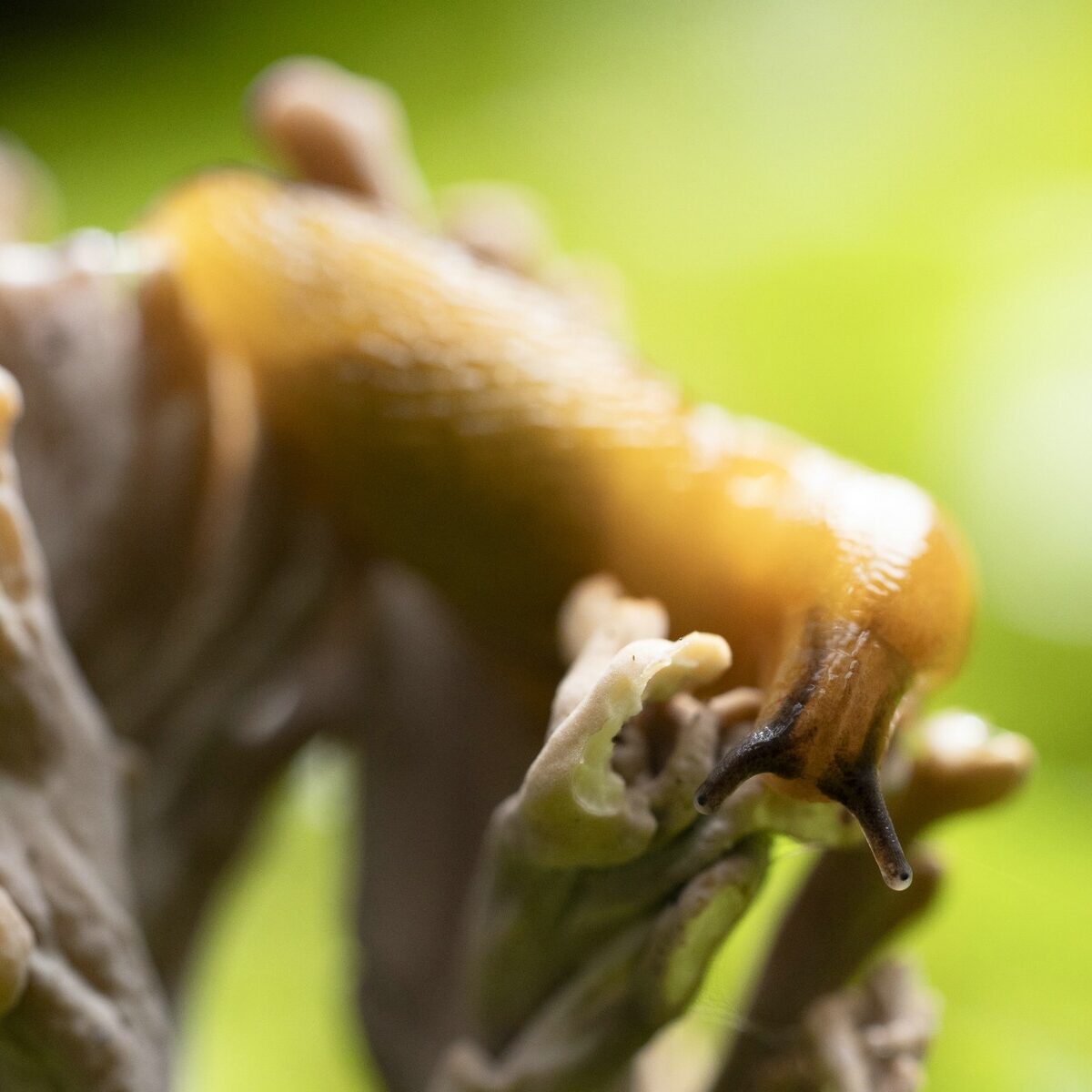 Makro_Schnelle_auf_Pilz
