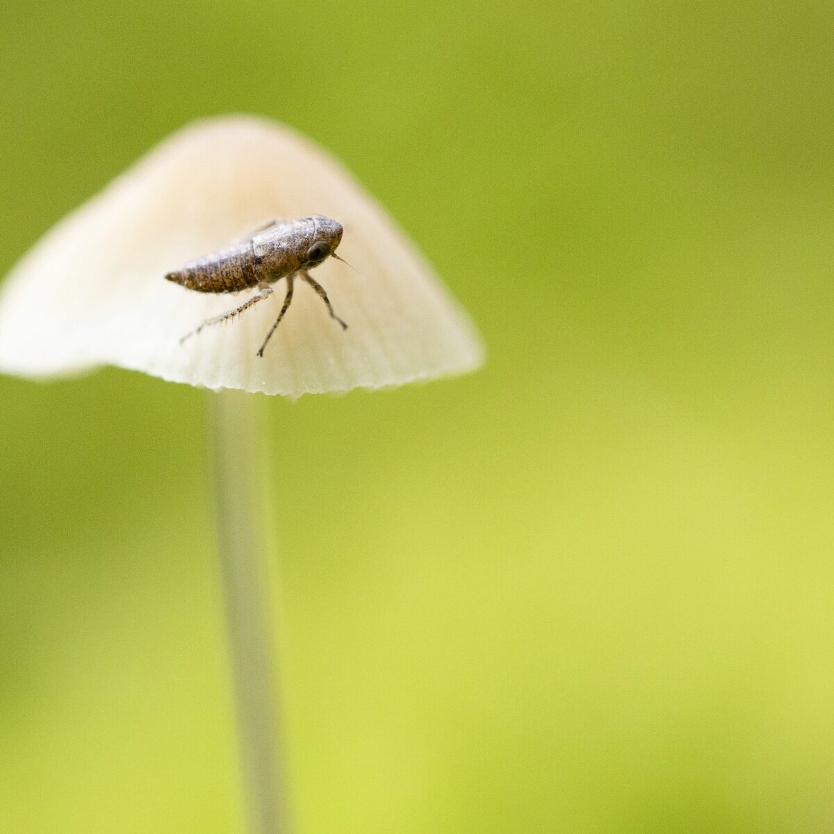Makro_Insekt_auf_Pilz