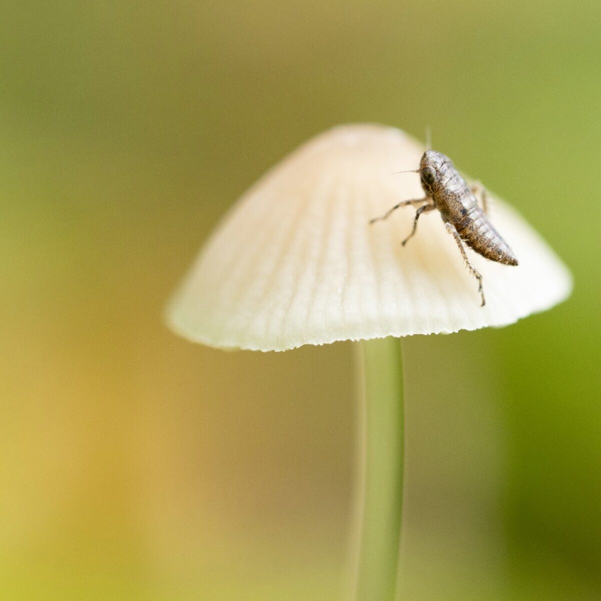 Makro_Insekt_auf_Pilz
