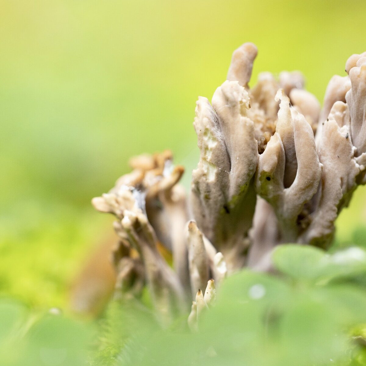 Korallenpilz_Makro