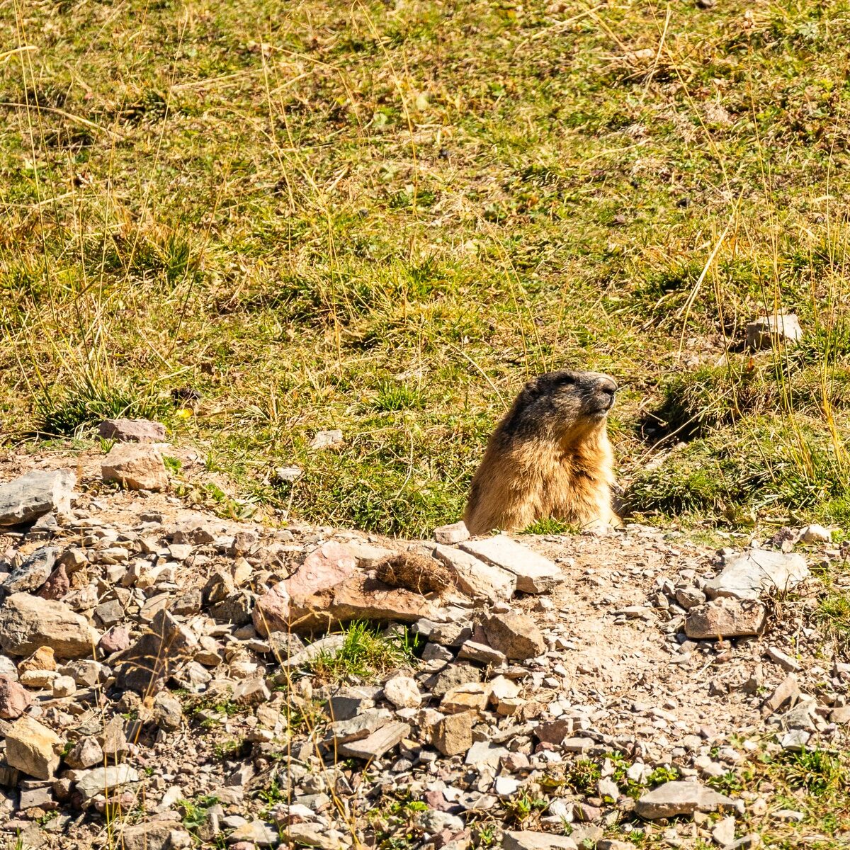Murmeltier_Rosengarten_Dolomiten_Viezzena_Viesena