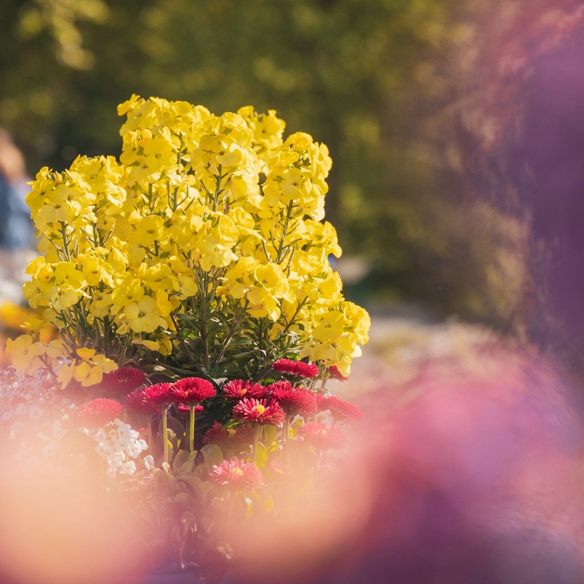 01_Bodensee_Mainau_Blumen