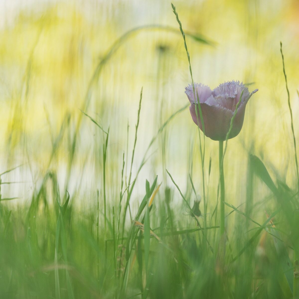 03_Bodensee_Mainau_Blumen