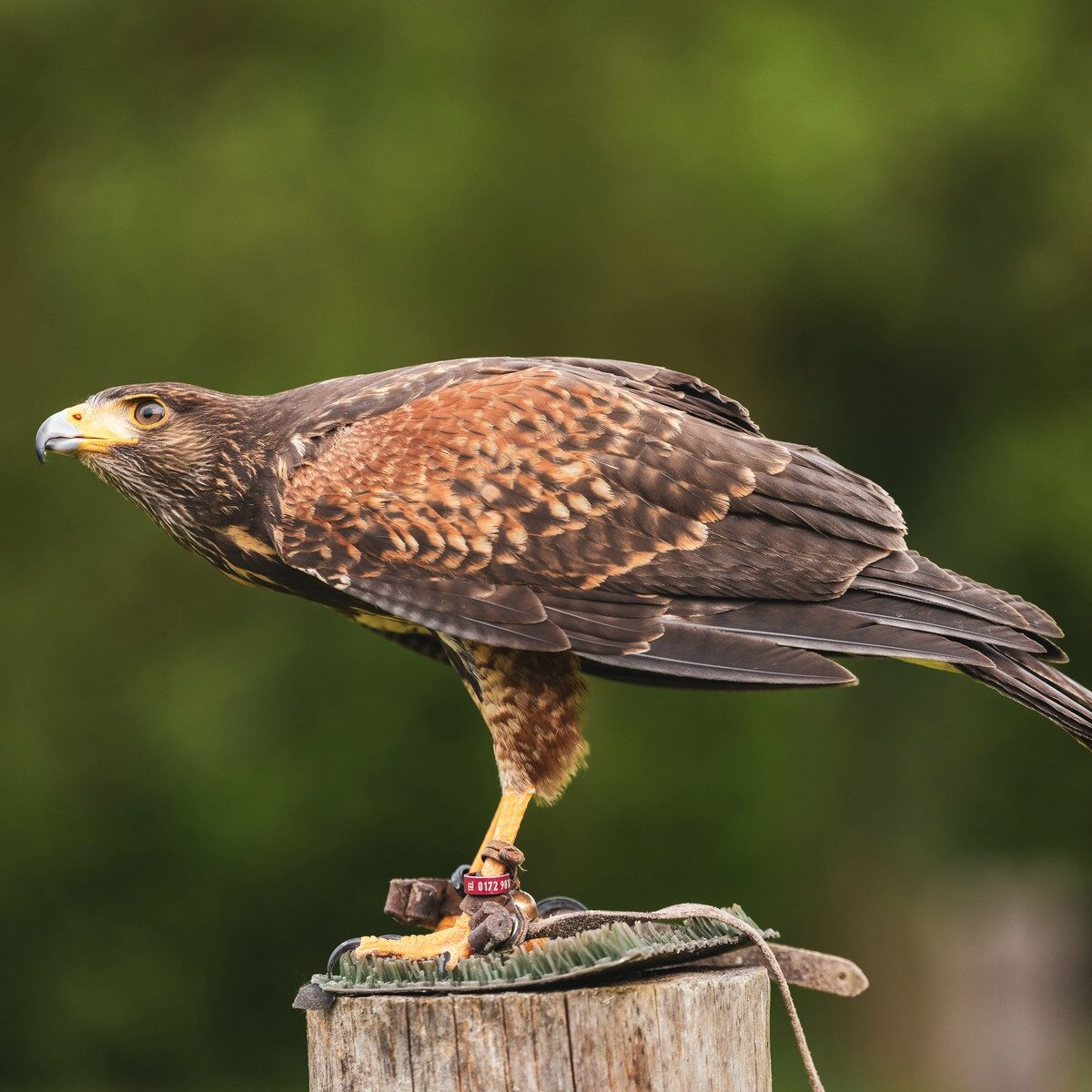 041_Allensbach_Falknerei