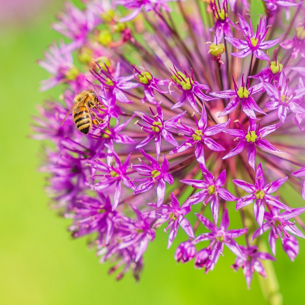 05_Bodensee_Mainau_Blumen