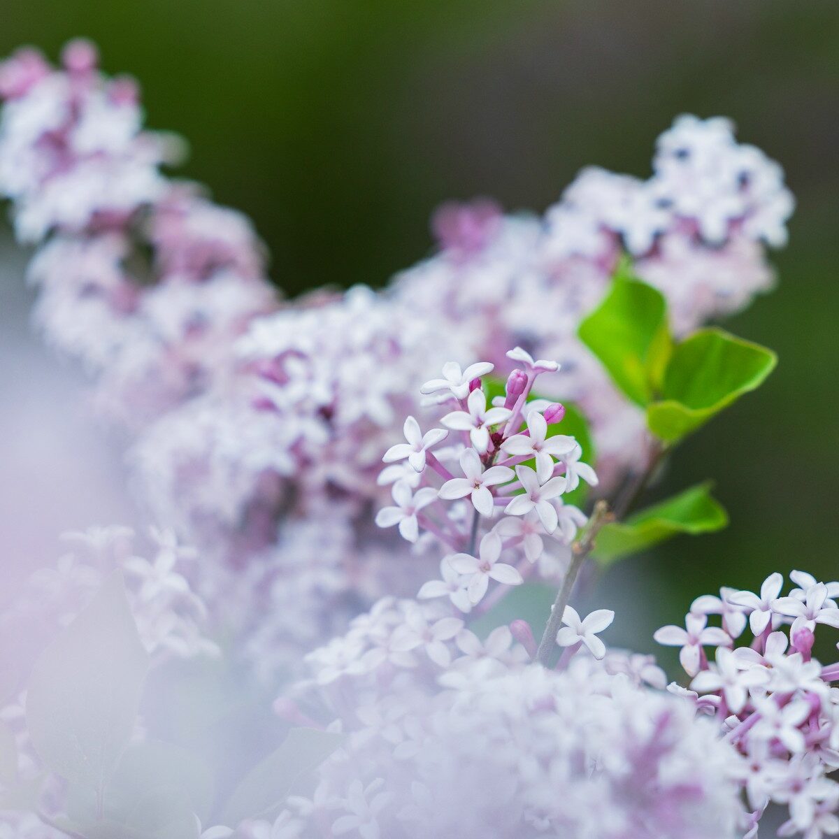 06_Bodensee_Mainau_Blumen