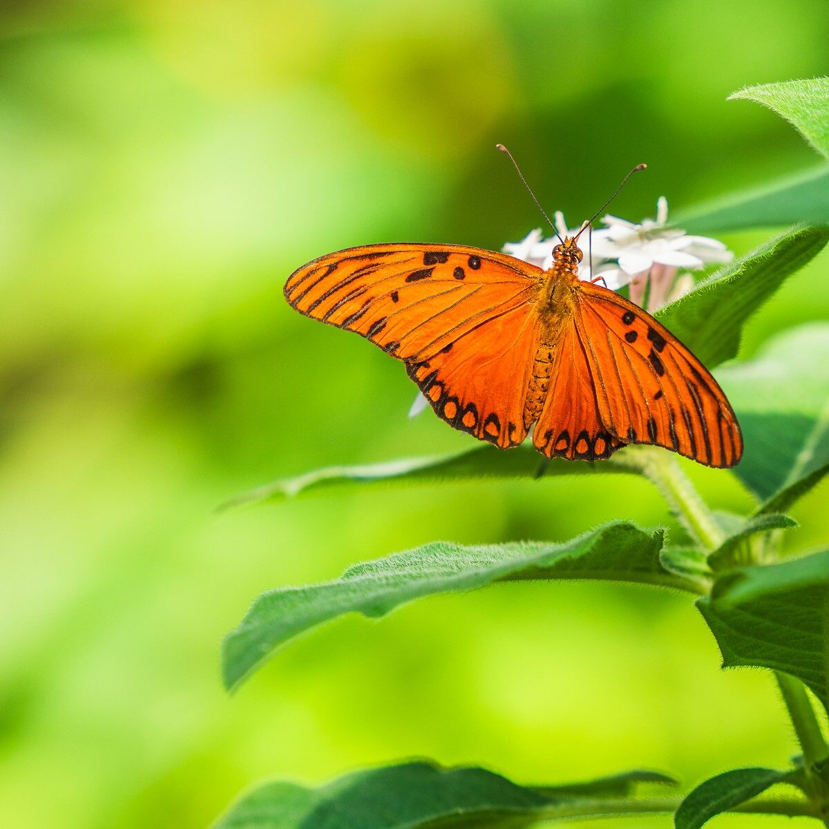 09_Bodensee_Mainau_Schmetterlinge