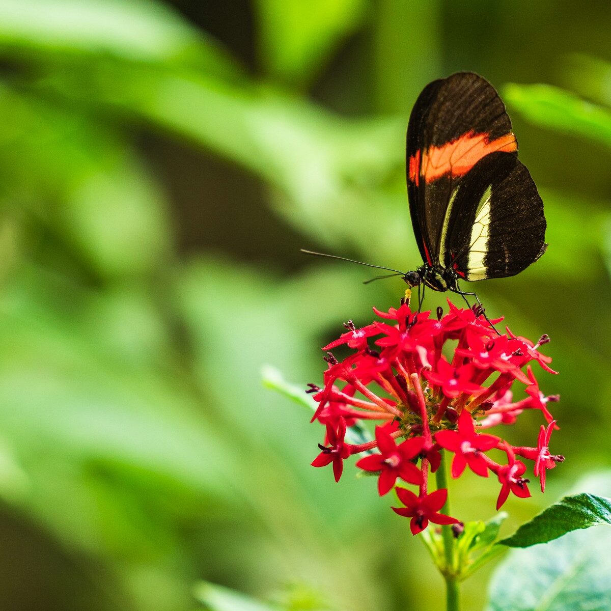 10_Bodensee_Mainau_Schmetterlinge