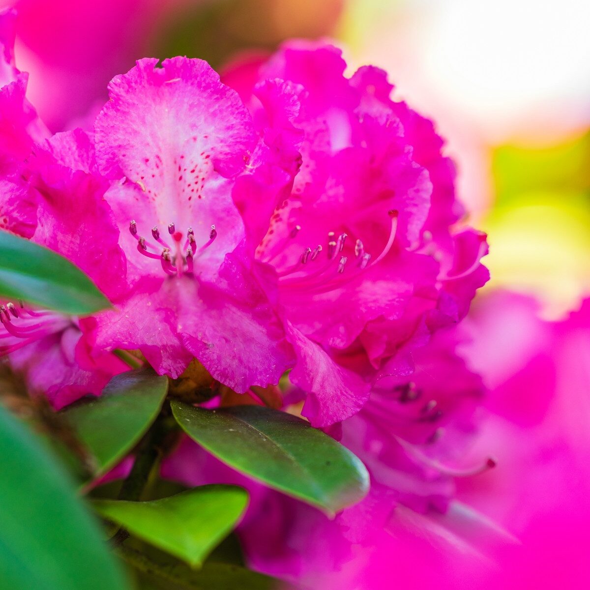 12_Bodensee_Mainau_Blumen